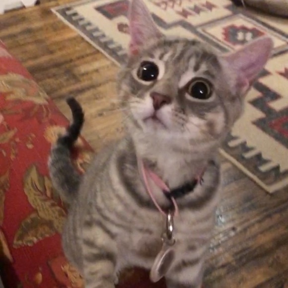 Meet your Posher, Elizabeth - Picture 14 of 16